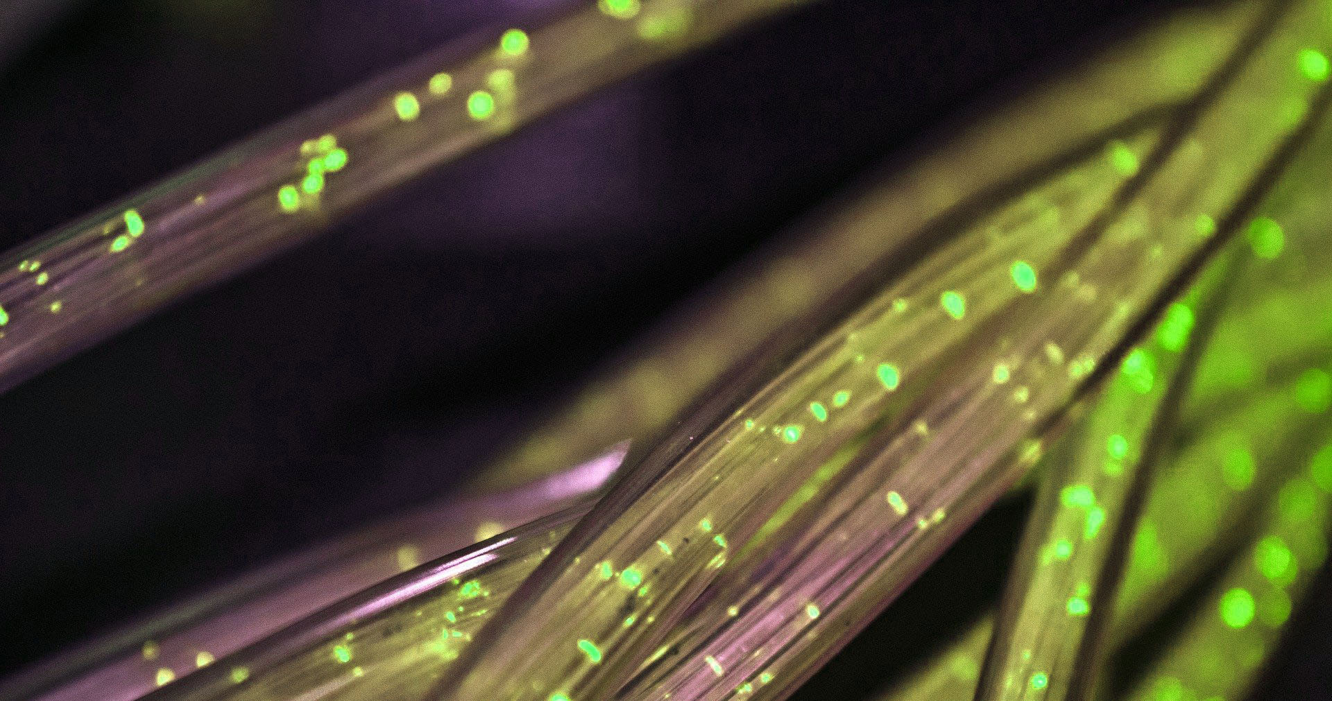 cavi-crosagroup-biella Cablaggio strutturato per fonia e dati - Crosa Partner Group Biella